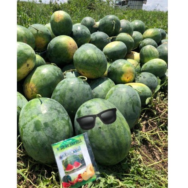 Benih Semangka Gemilang F1