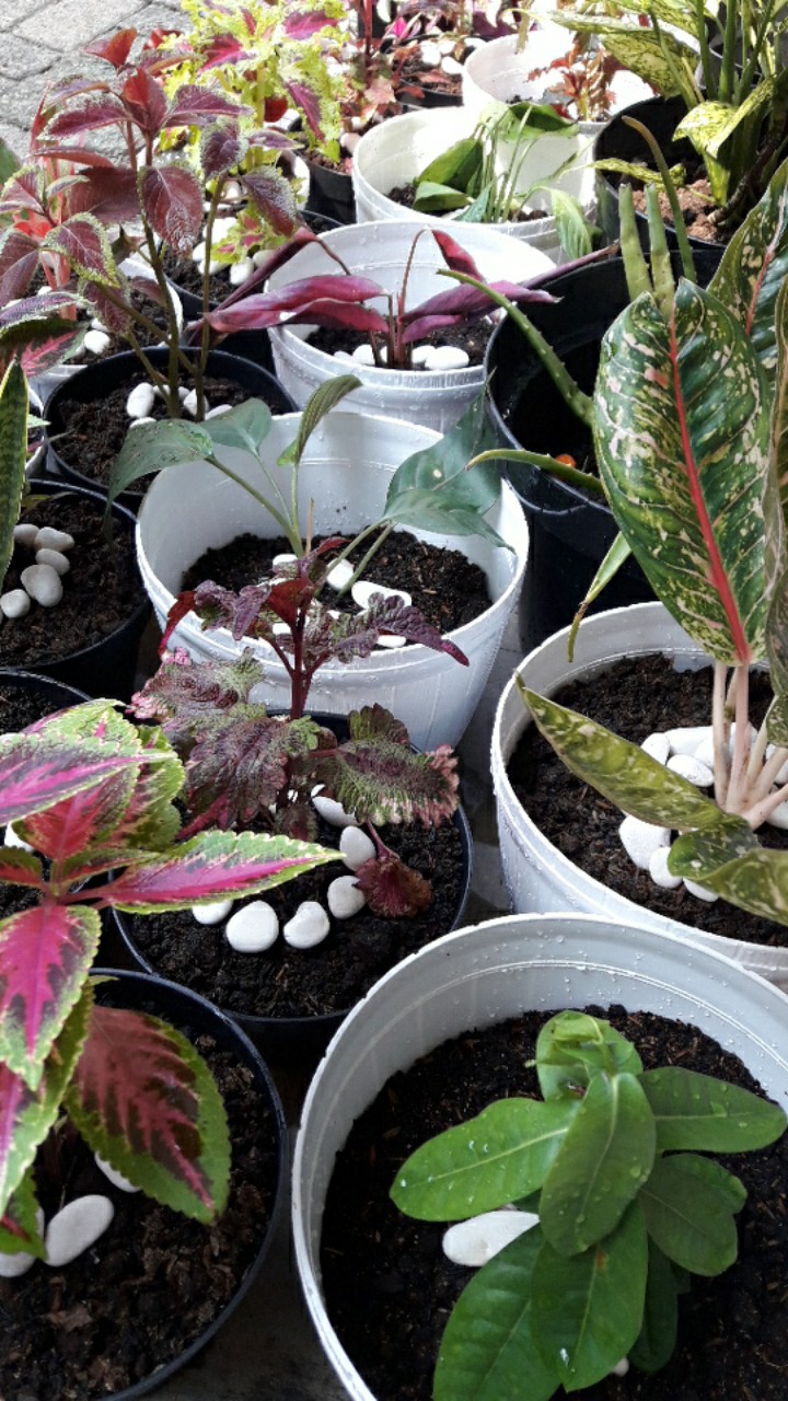 Tanaman Hias Murah 4 Aglonema/paket Aglaonema Hemat Aglo Donacarmen Lipstick Snow White Rotundum
