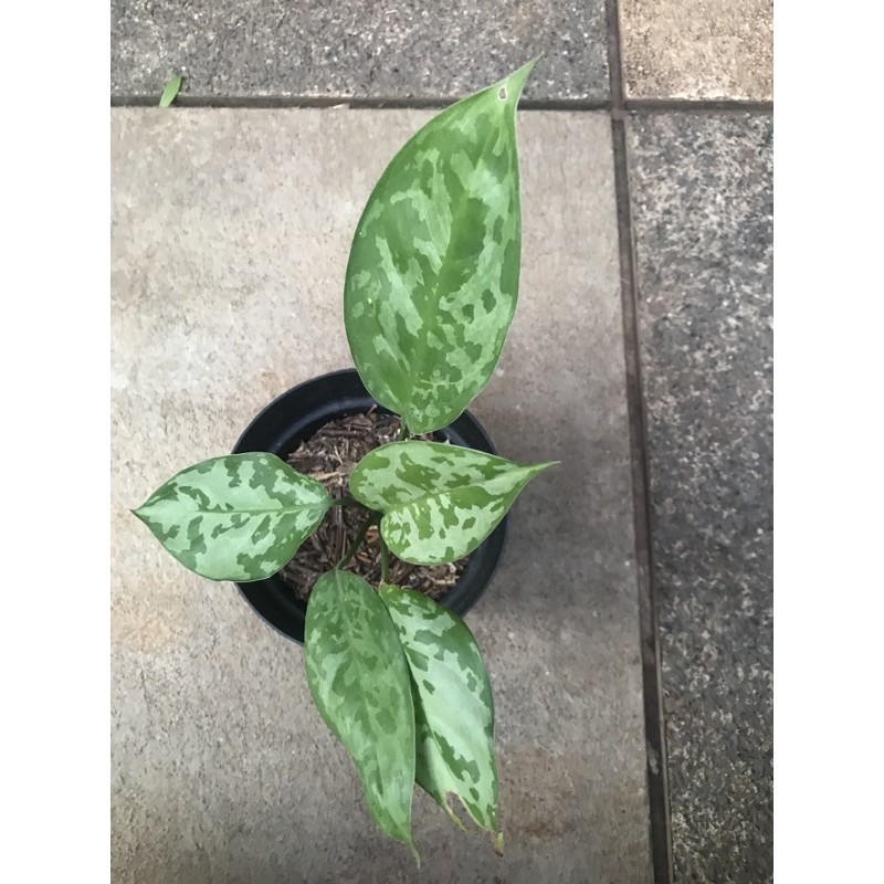 Aglonema Pictum Bicolor