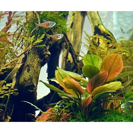 Legenandra Melboldi Red ( tanaman aquascape pemula )