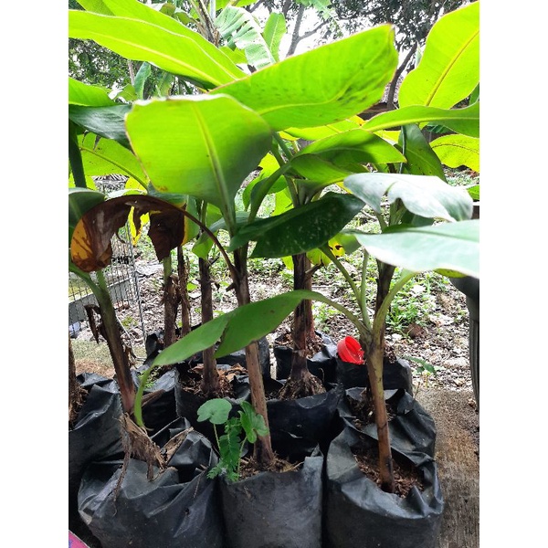 Bibit tanaman buah pisang ambon, tanaman pisang ambon, bibit pisang ambon.
