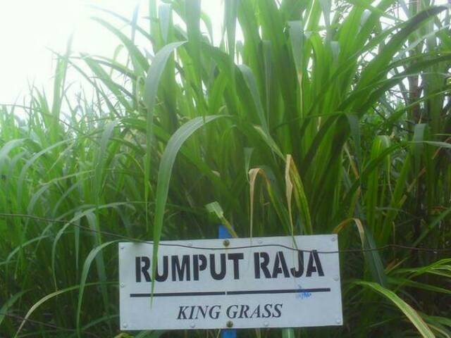 Promo 200 Batang rumput gajah