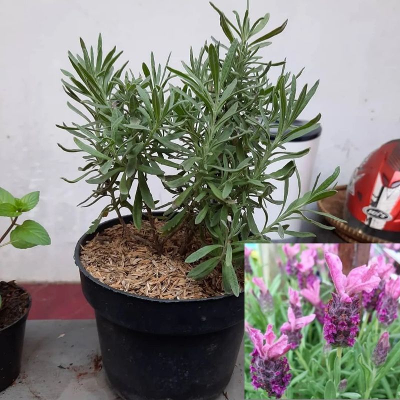 Lavandula angustifolia /Lavender gold creek ASLI / bibit tanaman hias bunga