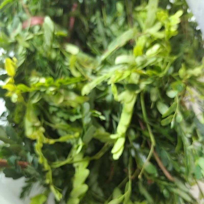 

Godong Sinom Asam Jawa segar