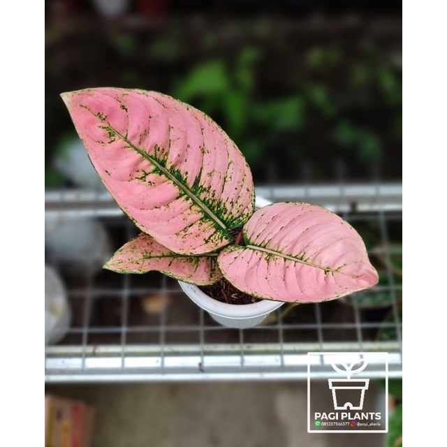 Aglaonema Ruby Fanta