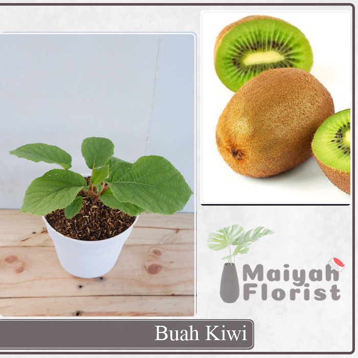 Buah Kiwi - Actinidia Deliciosa - Tanaman Buah