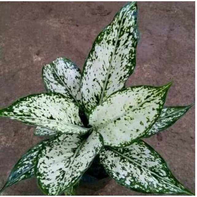 blanceng beras tumpah - dieffenbachia - tanaman blanceng - blanceng - tanaman hias