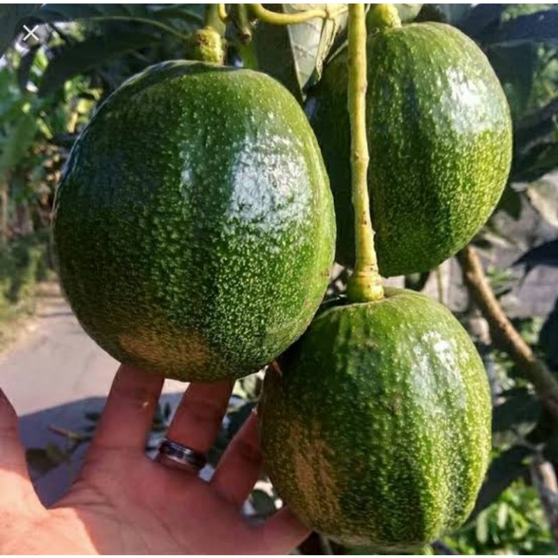 

Bibit Alpukat Kendil Sibuah Besar Asli Sambung Buatan Sendiri