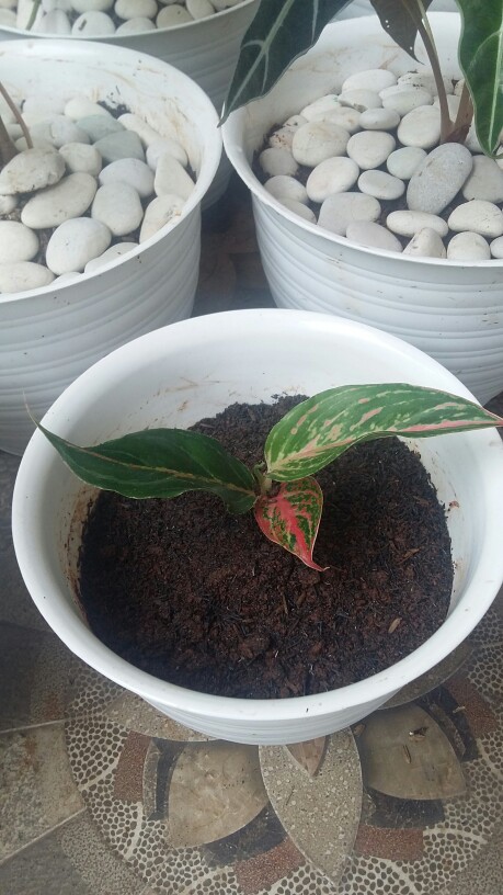 Aglaonema Butterfly - Bibit Aglaonema - Aglaonema - Aglonema Butterfly - Agonema - Bibit Aglonema