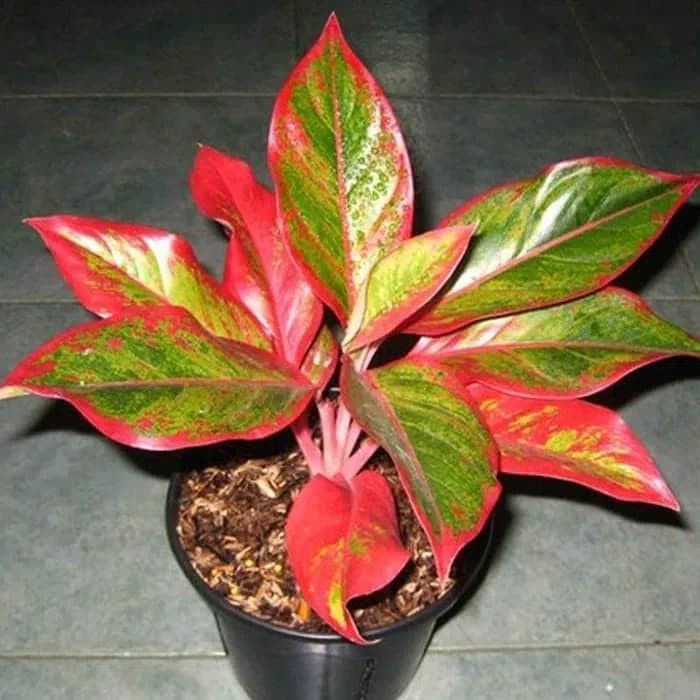 tanaman hias aglonema lipstik - bibit aglaonema lipstik