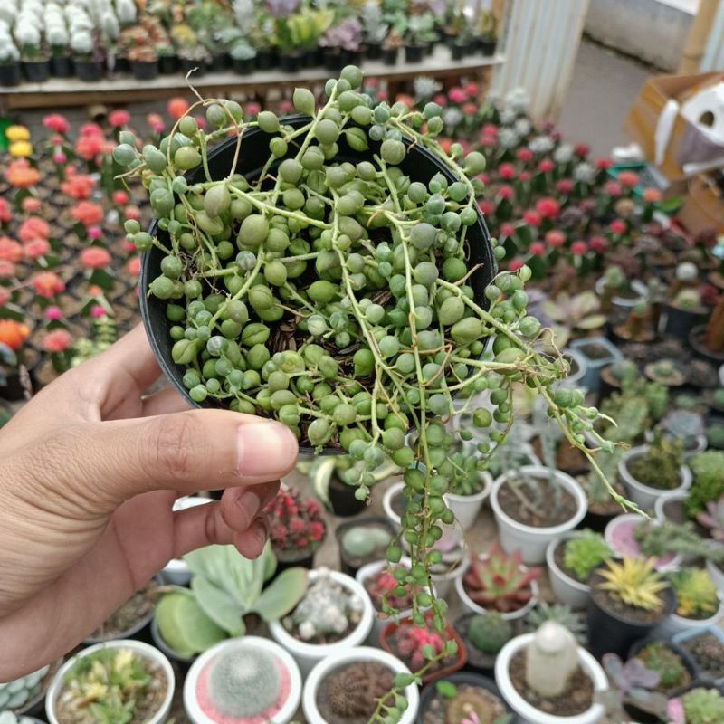 sekulen string of pearl