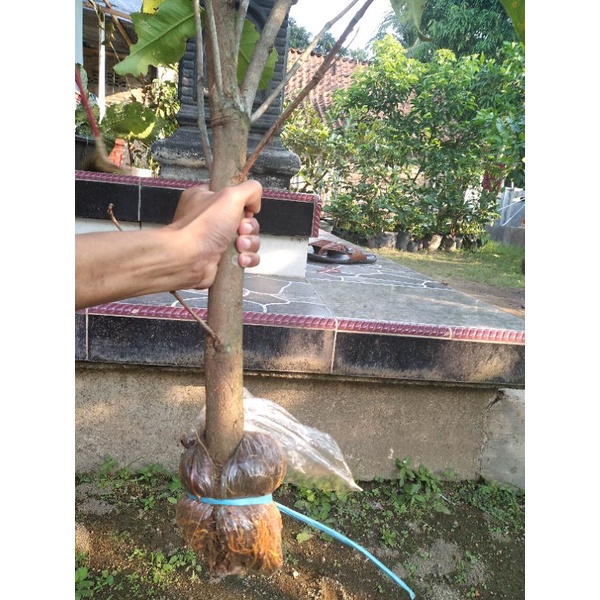 fresh cangkok jambu madu deli