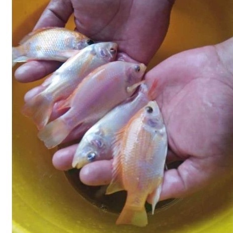 Bibit nila merah monosex 2 jari