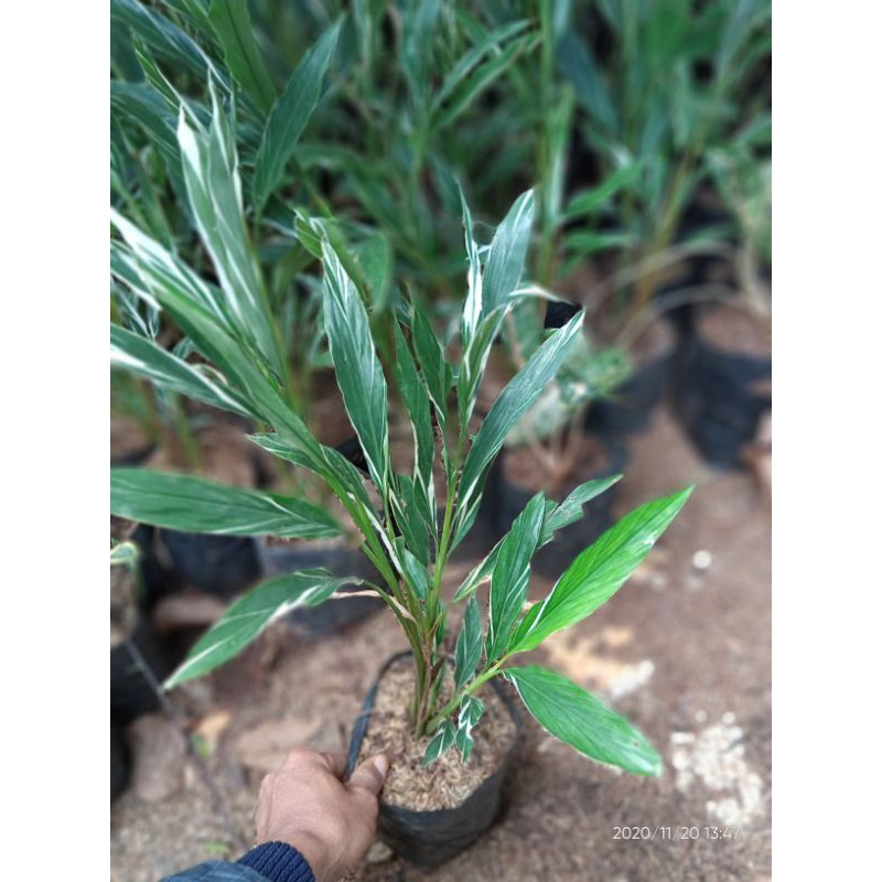 tanaman hias onje varigata - onje