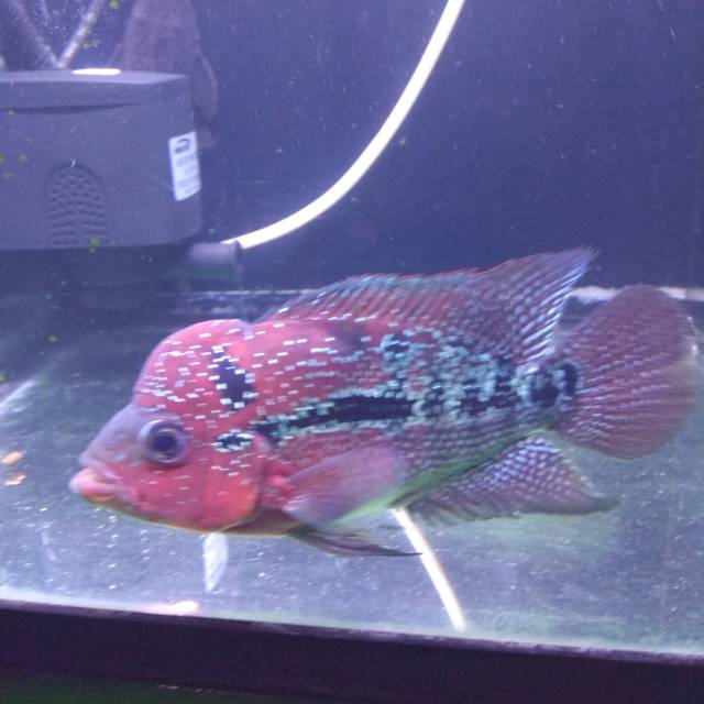 

Ikan lohan female SRd Super Red Ori thailand