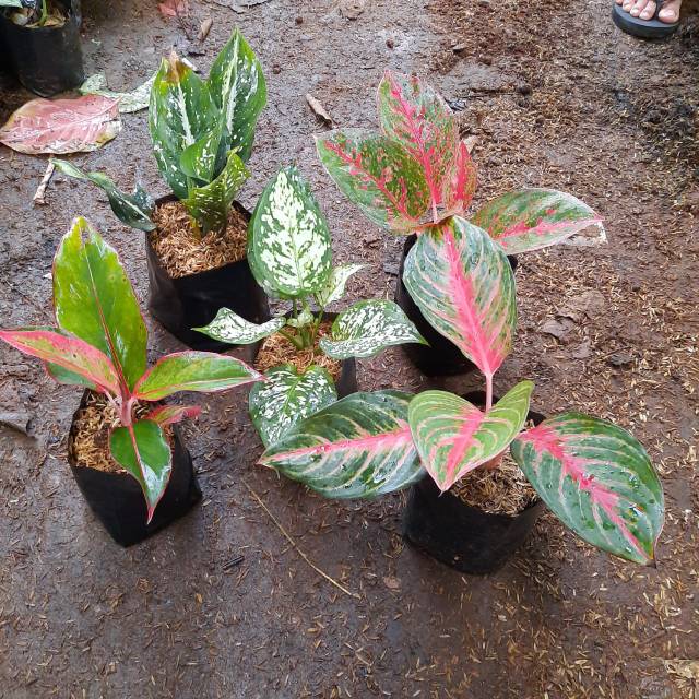 Tanaman hias aglonema 5 paket_paket tanaman hias aglonema