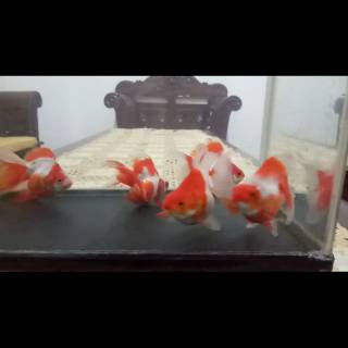 Ikan Mas Koki Ryukin Shopee Indonesia