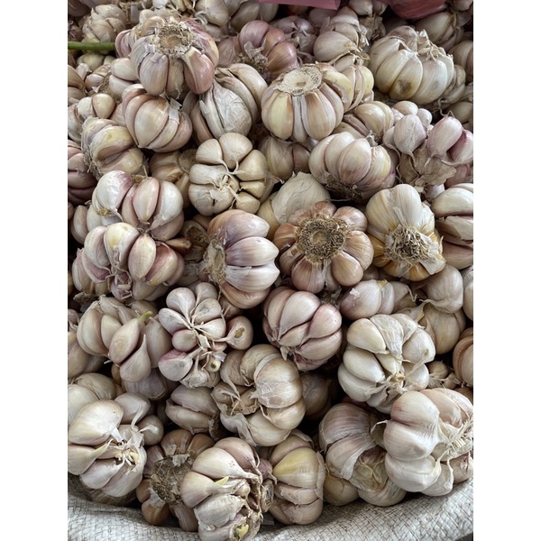 

Bawang Putih Super Jumbo