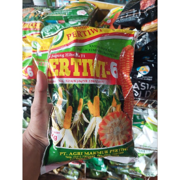 Benih Jagung Hibrida Pertiwi 6 1kg - Bibit Jagung Hibrida