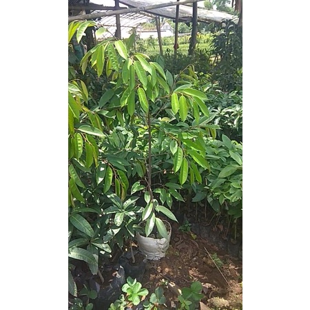 [DONGKELAN 1,7 METER] BIBIT DURIAN DURI HITAM // DURIAN OCHE DONGKELAN