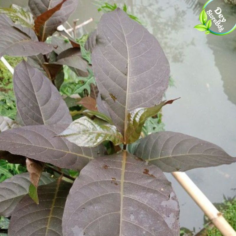 

jual Daun handelem per 100 grm