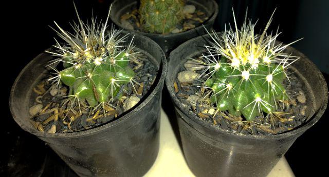 Sukulen Dan Kaktus | Echinocactus Grusonii (golden Barrel)
