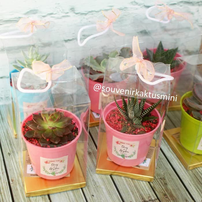 Souvenir Pernikahan Sukulen Mini Mika