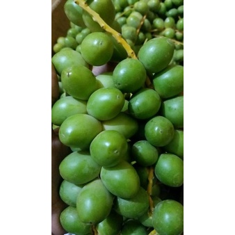 

APRIL 2023 (NON COD) KURMA MUDA HIJAU 500GR MEDAN / KURMA MUDA POSITIF HAMIL