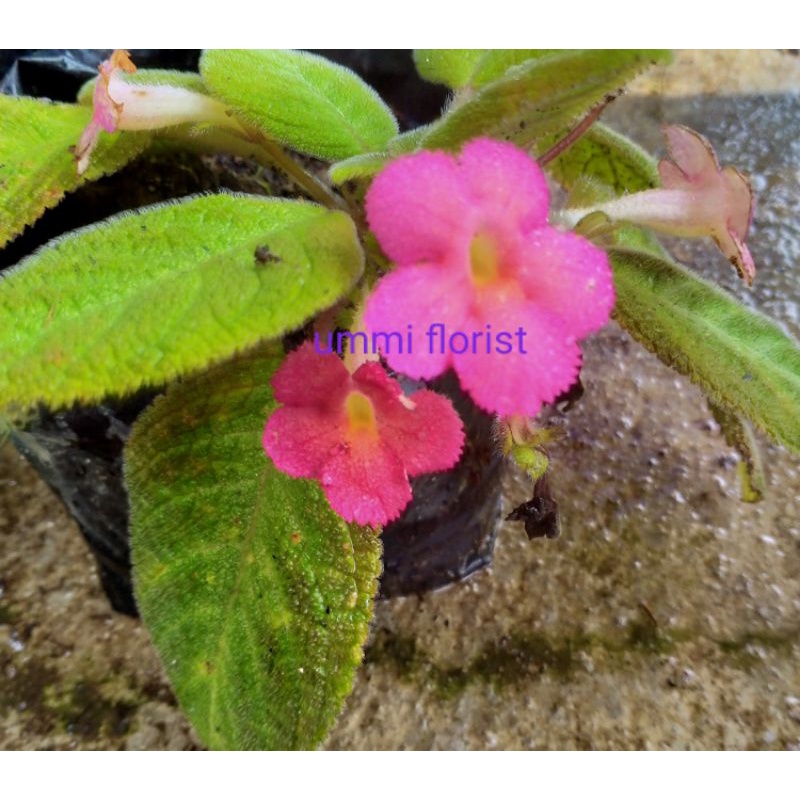 Episcia pink
