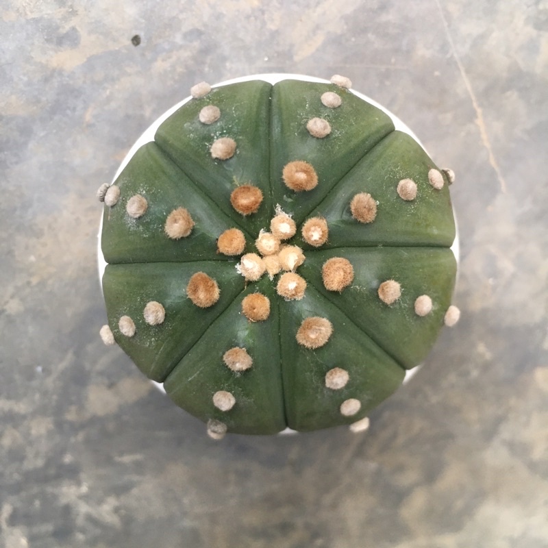 kaktus astro cv ooibo indukan besar