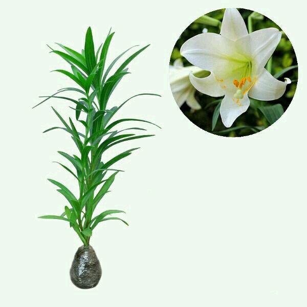 Tanaman Hidup Bunga Hias EASTER LILLY - Bunga Easter Lily