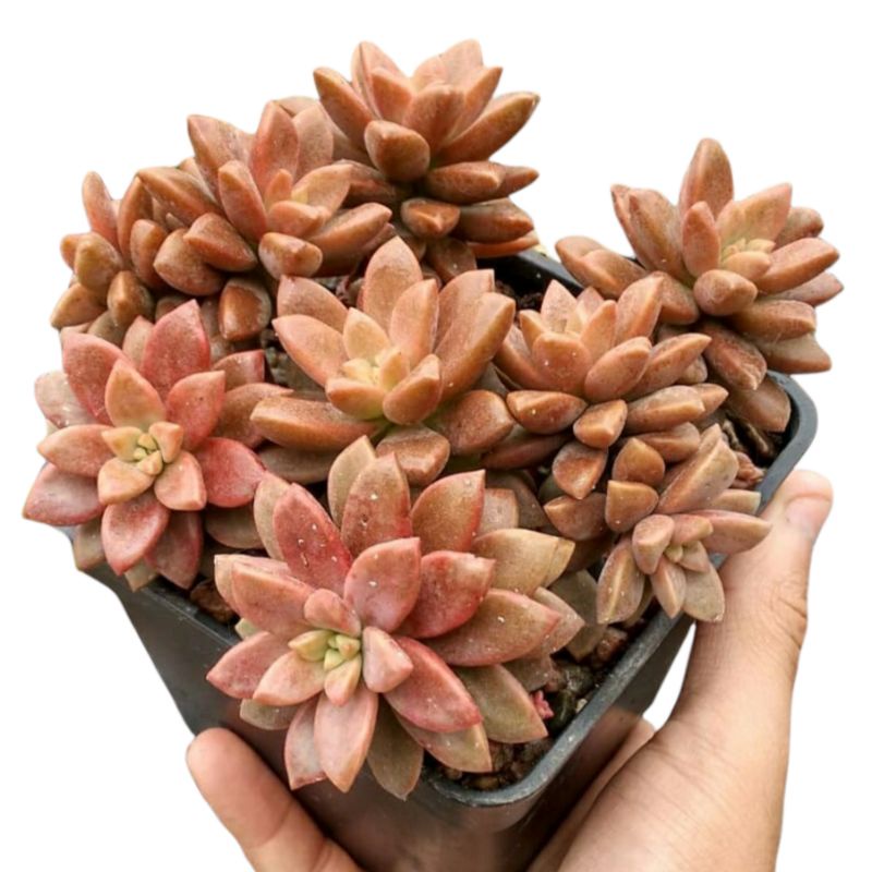 Sukulen Graptopetalum Bronze