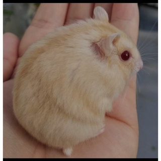 Image of thu nhỏ Hamster winter white golden #0