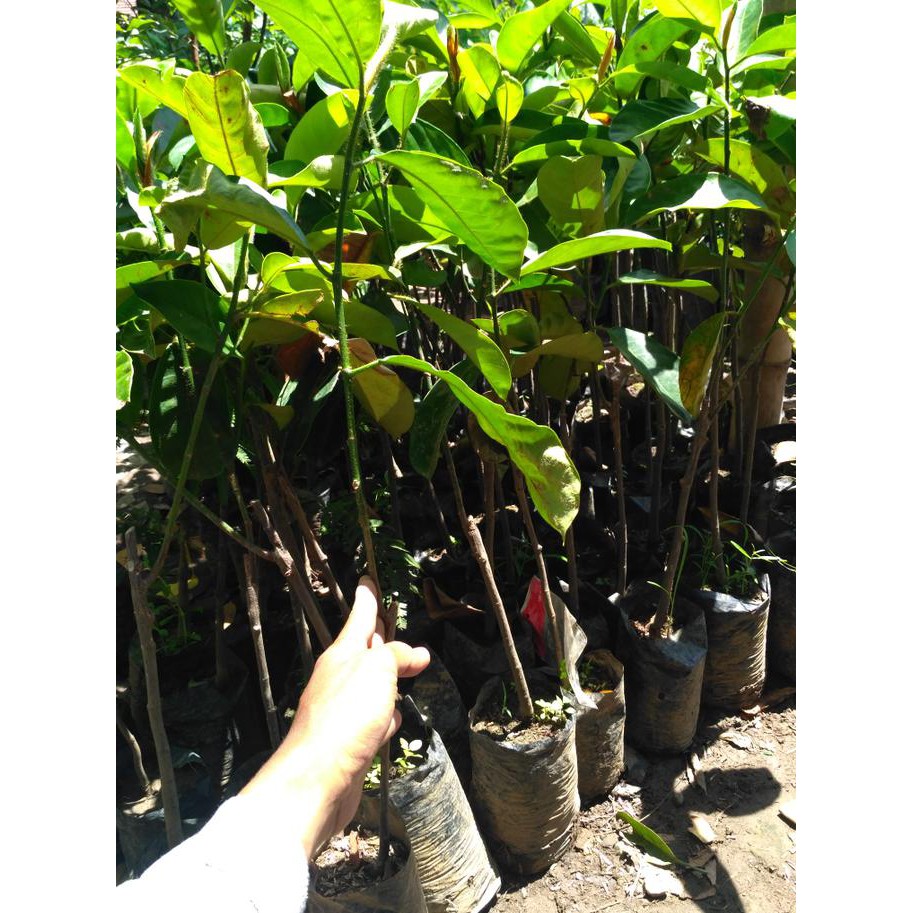 Biji Benih Bibit Buah Cempedak Dm12