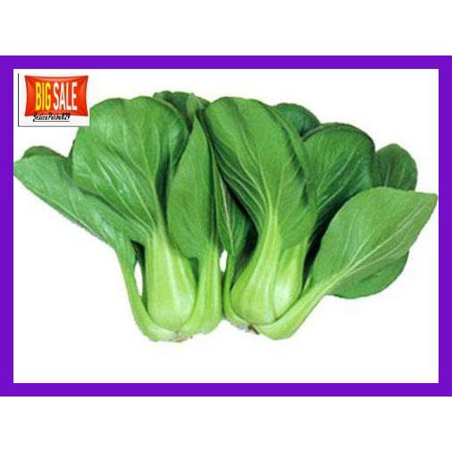 

HINEBIBIT- PAK CHOI F1- 125BENIH -ASLIII.