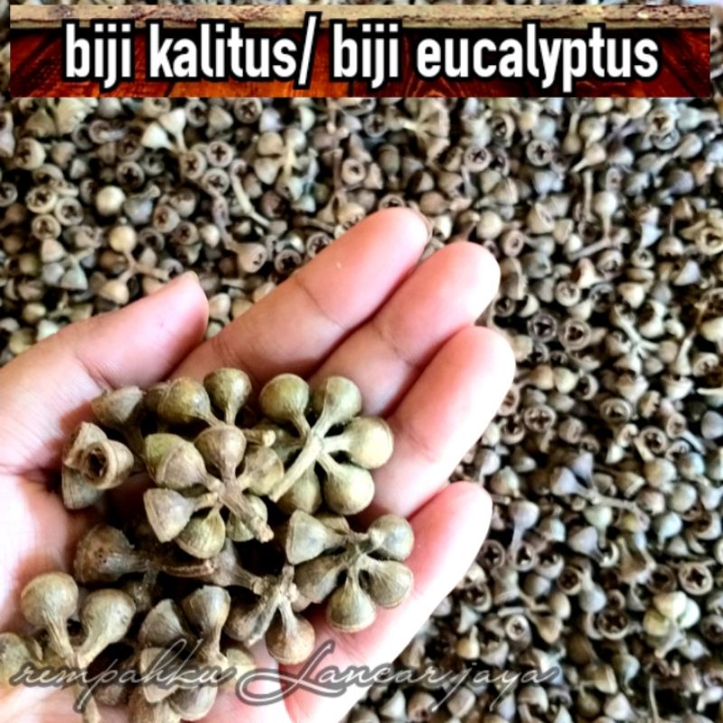 EUCALYPTUS/ EKALIPTUS/ KALITUS/ CEPLIKAN 1KG