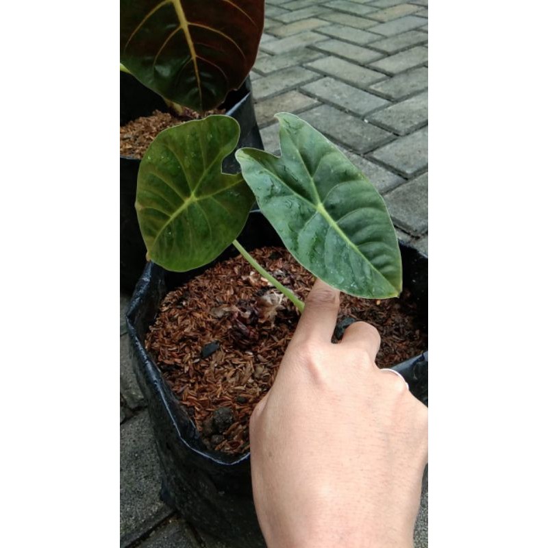 alocasia golden bone