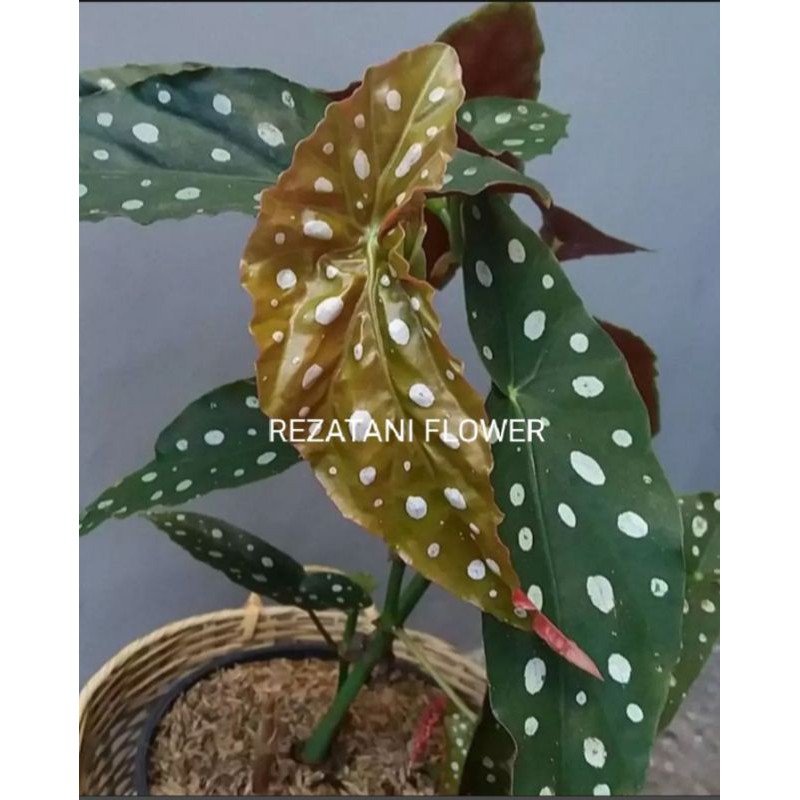 tanaman hias begonia polkadot/begonia polkadot