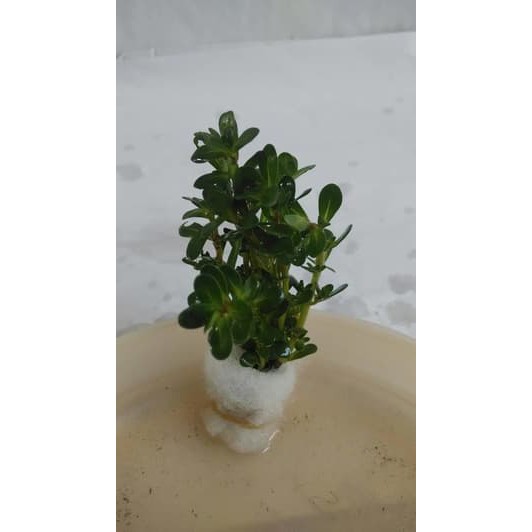 Bunga Jadi.. Bibit Ammanua Bonsai - bukan benih, harga termurah.