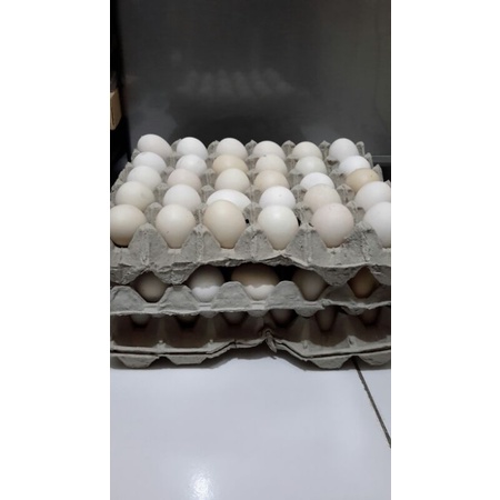 

telur kampung asli organik