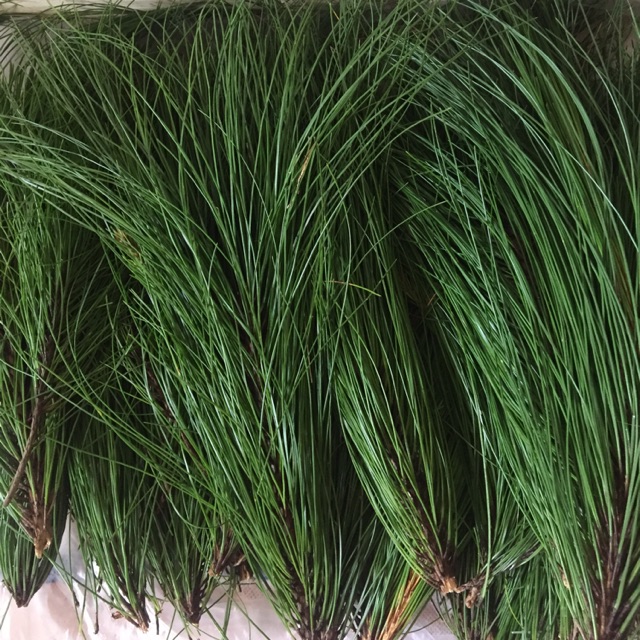 

Daun pinus segar 250 gr obat struk