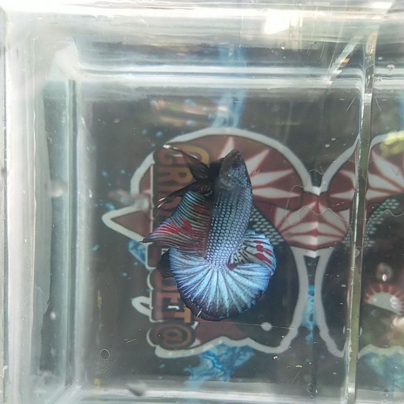 

ikan Untuk kontes SNI