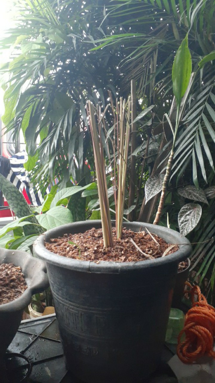 Pohon Sereh Merah
