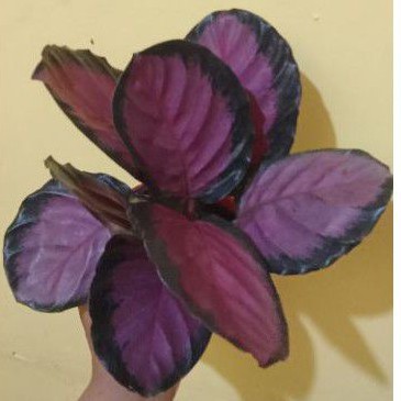 tanaman  calathea crimson   import rimbun