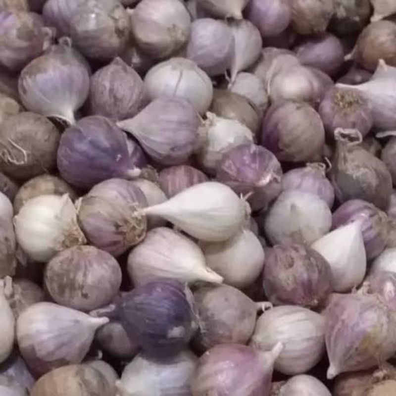 

BAWANG TUNGGAL ASLI MURAH
