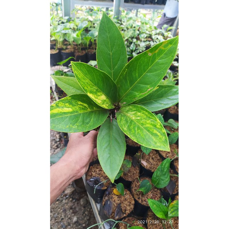 antorium cobra varigata murah bibit antorium varigatet