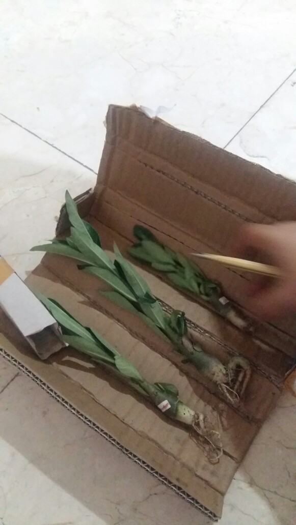 Bibit Bunga Kamboja Adenium Rachan Purple - Rachan Purple