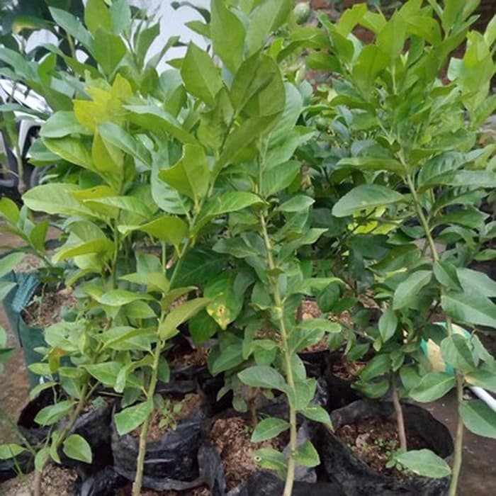 Bibit Lemon California - Lemon Amerika