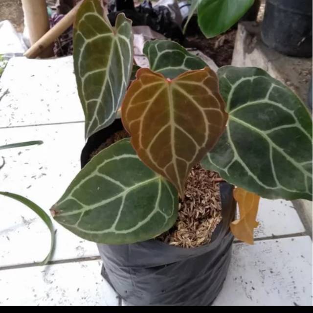 tanaman hias kuping gajah mini - kuping gajah