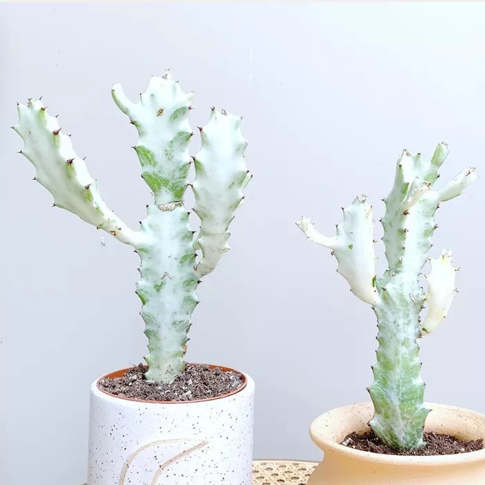 tanaman hias kaktus euphorbia lactae white ghost